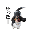 犬のきもち 2（個別スタンプ：15）