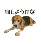 犬のきもち 2（個別スタンプ：19）