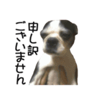 犬のきもち 2（個別スタンプ：23）