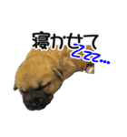 犬のきもち 2（個別スタンプ：28）