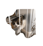 こじだけ（個別スタンプ：5）