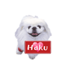 ペキニーズ Haku（個別スタンプ：1）