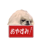 ペキニーズ Haku（個別スタンプ：3）