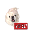 ペキニーズ Haku（個別スタンプ：4）