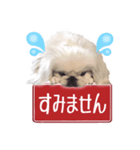 ペキニーズ Haku（個別スタンプ：6）