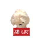 ペキニーズ Haku（個別スタンプ：7）