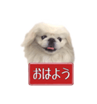 ペキニーズ Haku（個別スタンプ：8）