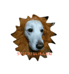 ホンキー犬（個別スタンプ：1）