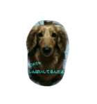 ホンキー犬（個別スタンプ：2）