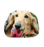 ホンキー犬（個別スタンプ：4）