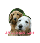 ホンキー犬（個別スタンプ：5）