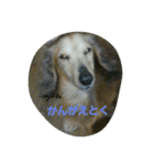 ホンキー犬（個別スタンプ：6）