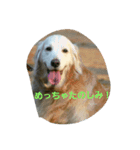 ホンキー犬（個別スタンプ：7）