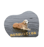 ホンキー犬（個別スタンプ：8）
