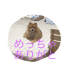ポメラニアン キャロル（個別スタンプ：2）