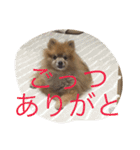 ポメラニアン キャロル（個別スタンプ：3）