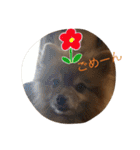 ポメラニアン キャロル（個別スタンプ：5）