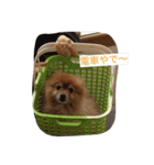 ポメラニアン キャロル（個別スタンプ：11）