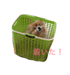 ポメラニアン キャロル（個別スタンプ：12）