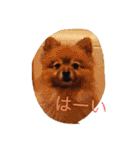 ポメラニアン キャロル（個別スタンプ：13）