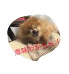 ポメラニアン キャロル（個別スタンプ：27）