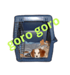 デカヨーキーとスパニエル（個別スタンプ：13）