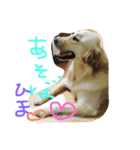 ゴールデン（個別スタンプ：3）