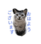 テンテンさん（個別スタンプ：1）