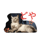 テンテンさん（個別スタンプ：5）
