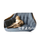 テンテンさん（個別スタンプ：9）