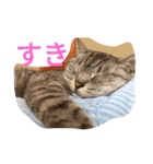 テンテンさん（個別スタンプ：11）
