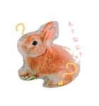 うさぎのピーター（個別スタンプ：1）