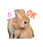 うさぎのピーター（個別スタンプ：3）
