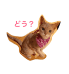 おばなさんちのニャンコ（個別スタンプ：2）