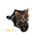 おばなさんちのニャンコ（個別スタンプ：7）