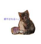 おばなさんちのニャンコ（個別スタンプ：9）