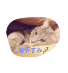 しおっしー（個別スタンプ：1）