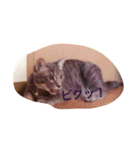 しおっしー（個別スタンプ：5）