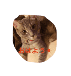 しおっしー（個別スタンプ：8）