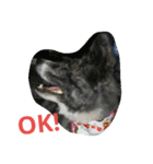 秋田犬のひとりごと+英語（個別スタンプ：7）