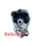 秋田犬のひとりごと+英語（個別スタンプ：8）