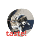 秋田犬のひとりごと+英語（個別スタンプ：10）