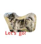 秋田犬のひとりごと+英語（個別スタンプ：12）