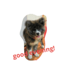 秋田犬のひとりごと+英語（個別スタンプ：17）