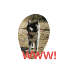 秋田犬のひとりごと+英語（個別スタンプ：18）