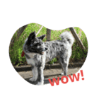 秋田犬のひとりごと+英語（個別スタンプ：20）