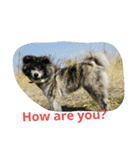秋田犬のひとりごと+英語（個別スタンプ：22）