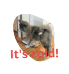 秋田犬のひとりごと+英語（個別スタンプ：23）