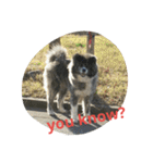 秋田犬のひとりごと+英語（個別スタンプ：24）