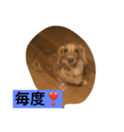 ダックス123（個別スタンプ：1）
